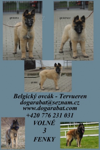 Belgick� ov��k Tervueren �t��ata s PP