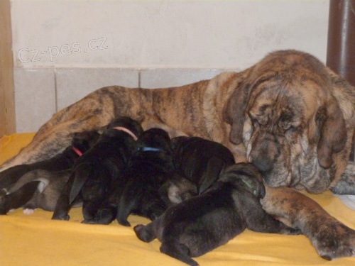 �pan�lsk� Mastin/Mastin Espa�ol-bez PP