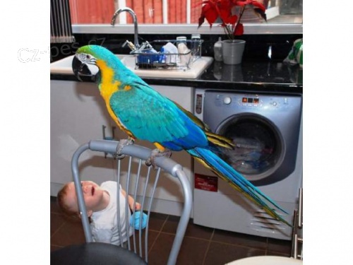 P�r Modr� a zlat� papou�ek  