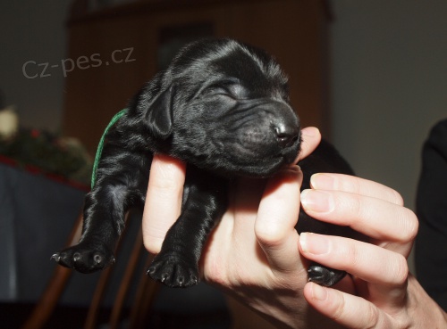 FCR �t��ata s PP