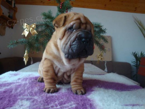 �arpej, Shar-pei
