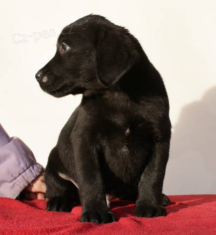 Labradorsk� retriever s PP