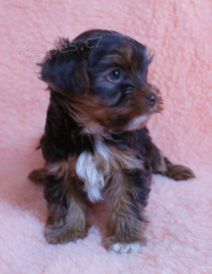 Jor��rsk� terier v �ern� a �okol�dov� barv� s PP