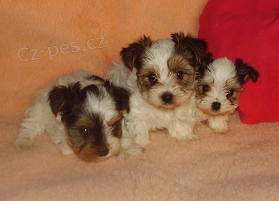 Biewer jork��r terier �t���tka s PP