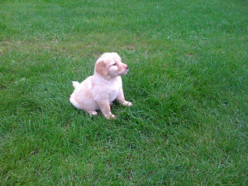 �t�n�tka Hovawart