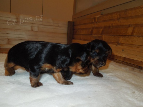 Jork��rsk� teri�r