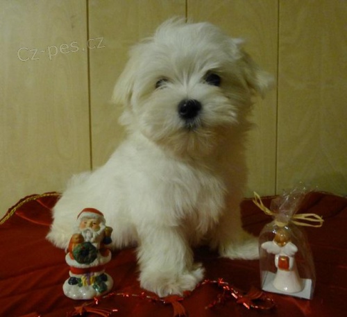 Malt�zsk� ps�k 