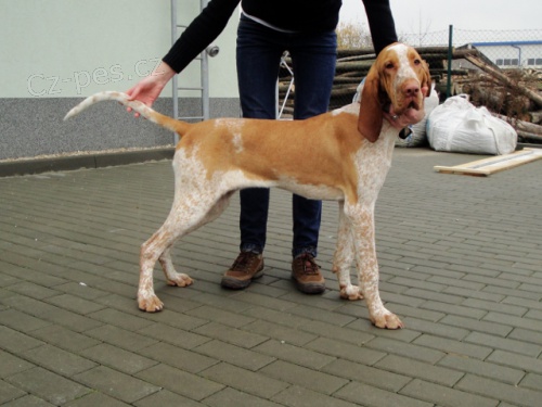 Italsk� oha� fenka s PP