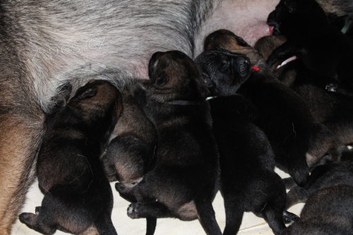 N�meck� ov��k - �t��ata s PP