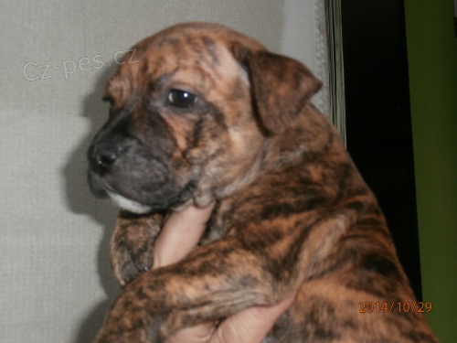 Staford��rsk� bullterier