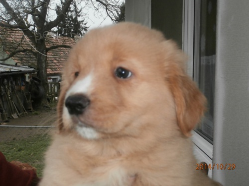 Nova scotia duck tolling retr�vr