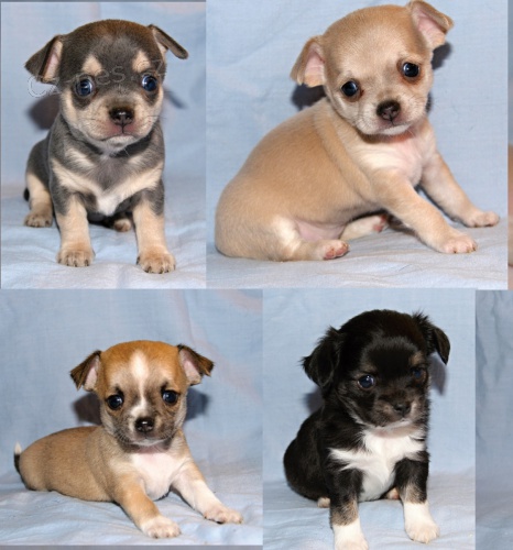 �ivava kr�tko i dlouhosrst�