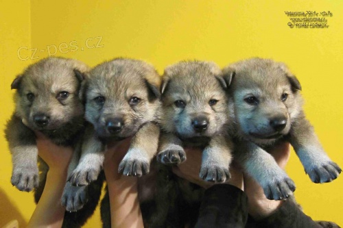 �eskoslovensk� vl��k s PP