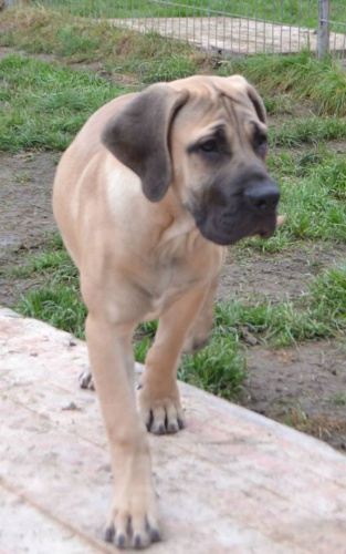 BOERBOEL  S PP -   fenka, 4 m�s�ce