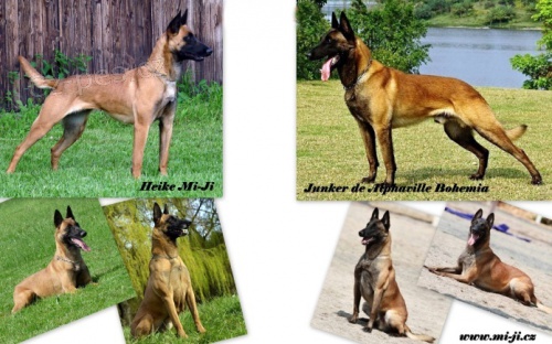 Bel.ov��k - malinois