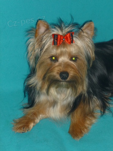 Jork��rsk� teri�r-Biewer carrier s PP IBC