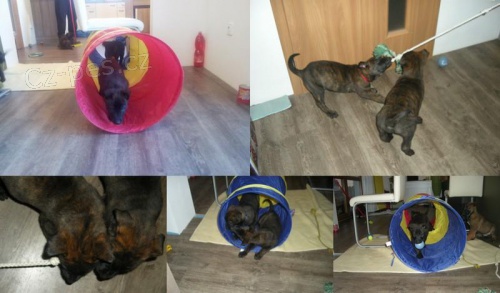 �te�at� z KNPV linii