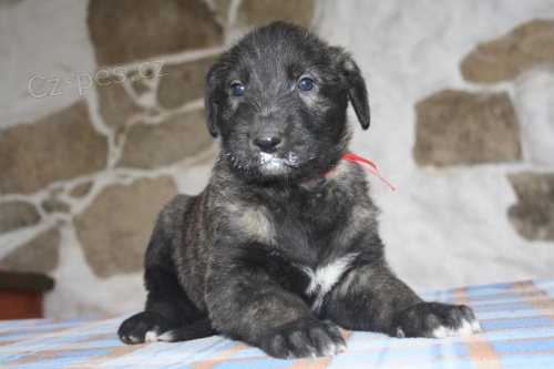 Irsk� vlkodav s PP