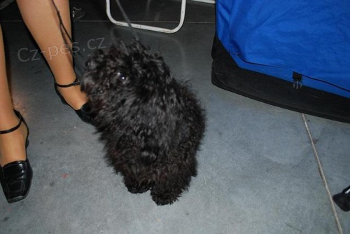 Barevn� bolo�sk� ps�k, �t�n� s PP