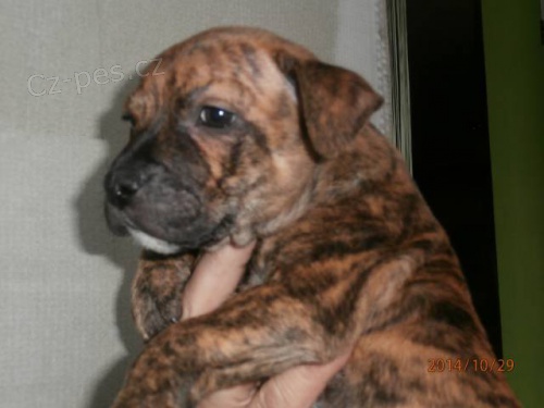 Staford��rsk� bulterier