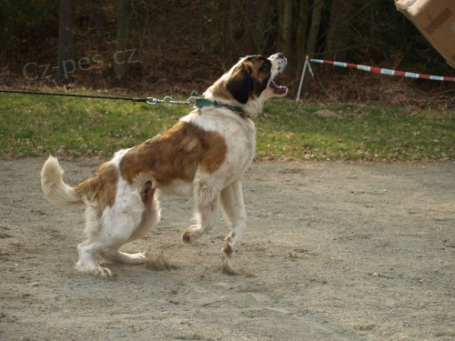 Moskevsk� str�n� pes s PP