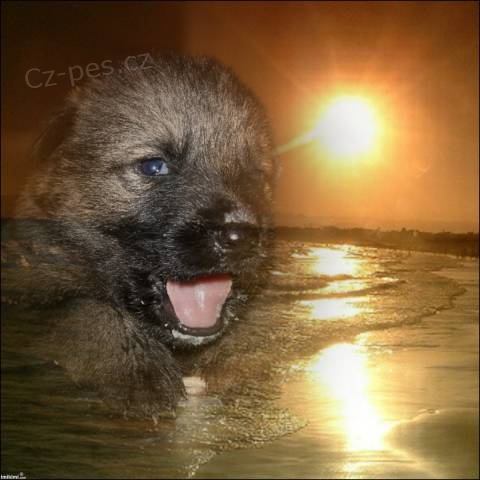 �t��ata n�meck�ho ov��ka s PP