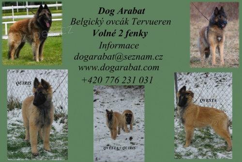Belgick� ov��k Tervueren �t��ata s PP