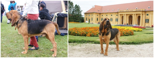 Prodeji �t��at bloodhounda