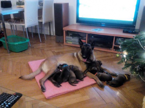 Belgick� ov��k malinois - �t��ata