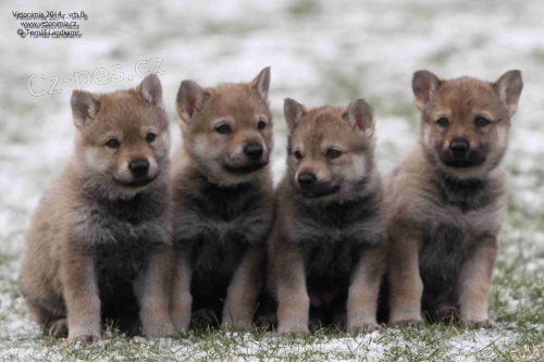 �eskoslovensk� vl��k s PP