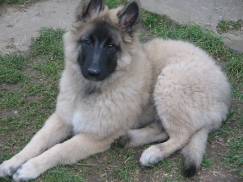 Belgick� ov��k s PP