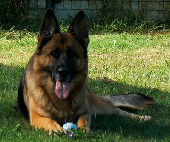 n�meck� ov��k - chovn� fena