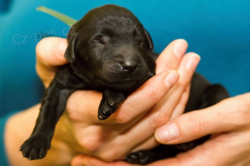�t��ata flat coated retriever