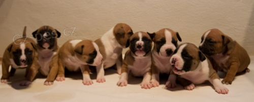 �t��ata AST s PP hned k odb�ru