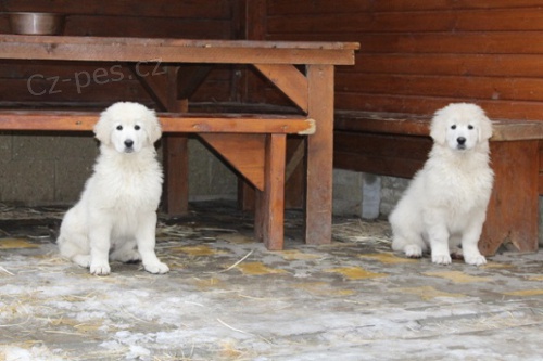 Slovensk� �uva� - �t��ata s PP