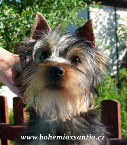 Australsk� silky teri�r - �t���tka