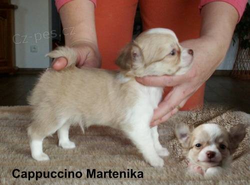 �ivava dlouhosrst� - pejsci s PP