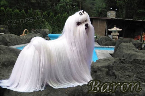 Malt�z��ek - Malt�zsk� ps�k s pr�kazem p�vodu