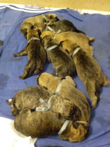 �t��ata Mallorsk� dogy s PP