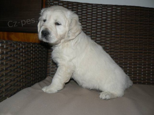 Zlat� retr�vr - golden retriever s PP