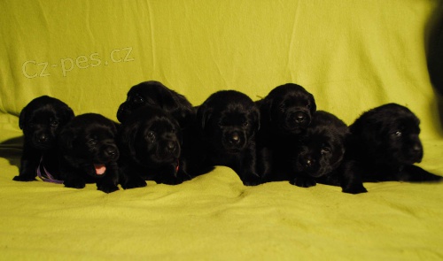 Labradorsk� retr�vr-�ern� �t�n�tka s PP