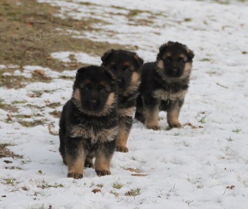 N�meck� ov��k