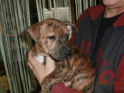 Staford��rsk� bullterier