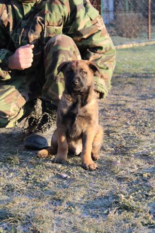 Belgick� ov�iak-Malinois