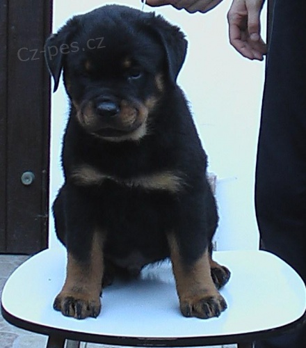 Rotvajler �t���tka s PP