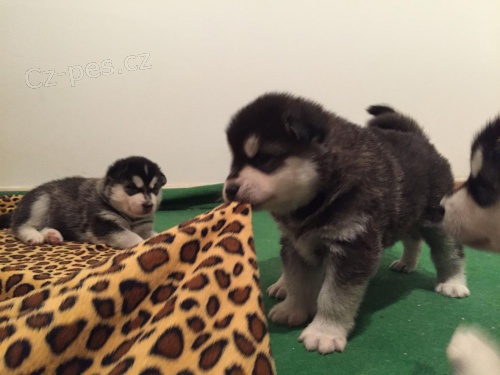 �t��ata Husky x Malamut
