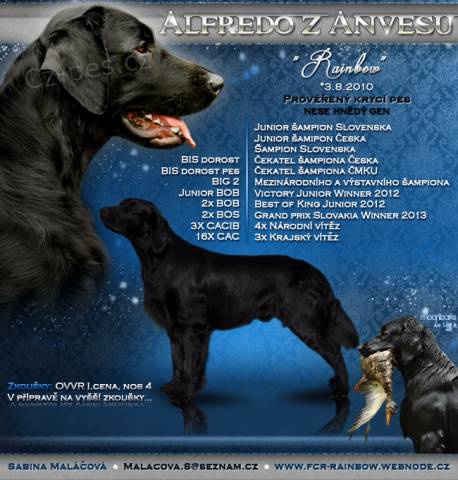 Kryt� Flat Coated Retrieverem