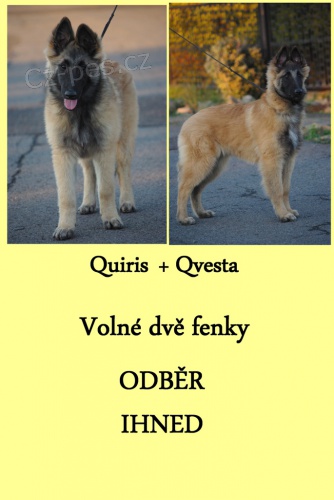 Belgick� ov��k Tervueren �t��ata s PP