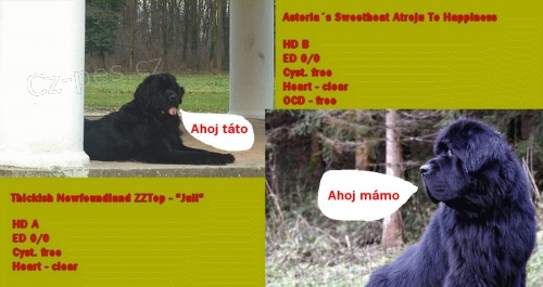 Novofundlandsk� pes - prod�m �t��ata