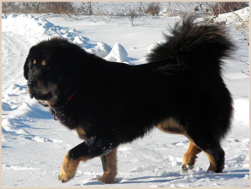 Tibetsk� doga - �t���tka